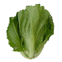 MUSTARD LEAF/KUA CHAI 1KG MUSTARD LEAF/KUA CHAI 1KG