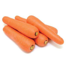 FRESH CARROT FRESH CARROT