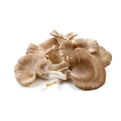 VEGE2FRESH GREY/ WHITE OYSTER MUSHROOM 200GM VEGE2FRESH GREY/ WHITE OYSTER MUSHROOM 200GM
