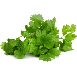 VEGE2FRESH CHINESE PARSLEY 100GM
