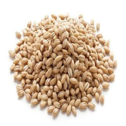 BARLEY BARLEY