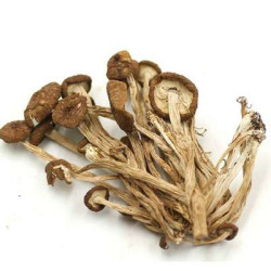 CHA SHU GU (MUSHROOM) CHA SHU GU (MUSHROOM)