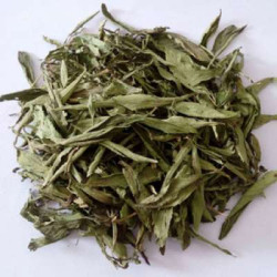 ALJO STEAVIA (TIAN YE JU) ALJO STEAVIA (TIAN YE JU)