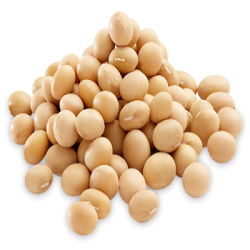 THOMPSON SOYA BEAN THOMPSON SOYA BEAN