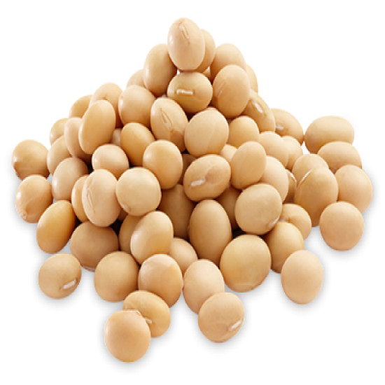 THOMPSON SOYA BEAN