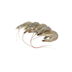 UDANG SEDERHANA M UDANG SEDERHANA M