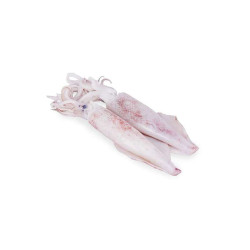 SOTONG PUTIH L SOTONG PUTIH L
