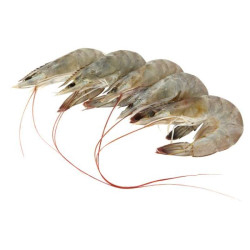 UDANG SEDERHANA L UDANG SEDERHANA L