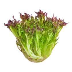 VEGE 2 FRESH  RED FRISEE 150GM VEGE 2 FRESH  RED FRISEE 150GM