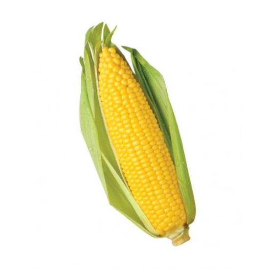 WONDERFUL FRESH SWEET CORN 1PCS