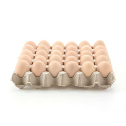 EGG HOUSE KAMPUNG EGG (M) 30'S