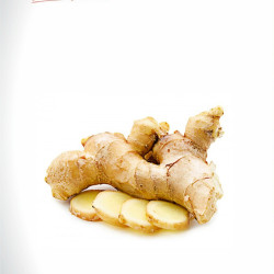 THAILAND HIGHLAND OLD GINGER THAILAND HIGHLAND OLD GINGER
